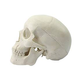 Ocean-aquarius 714169305387 Mini Human Medical Anatomical Head Bone Skull Model Educa