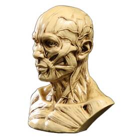 Zumllex 801332867070 4-inch Portable Human Model Craft Anatomy Skull Head Muscle Bone Medi