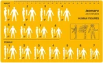 Human Figure Drawing Template Multi Pose Fashion Design Stencil Art Tool. Fixed Price $17.99.