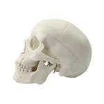 Ocean-aquarius Mini Human Medical Anatomical Head Bone Skull Model Educa.... Fixed Price $36.96.