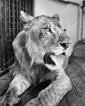 4B09-360 News Photo Animals Lion Sticks His Tongue Out For Fun. Fixed Price $40.99.